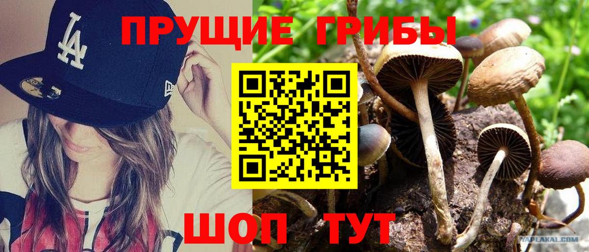 Псилоцибиновые грибы Psilocybe Муром